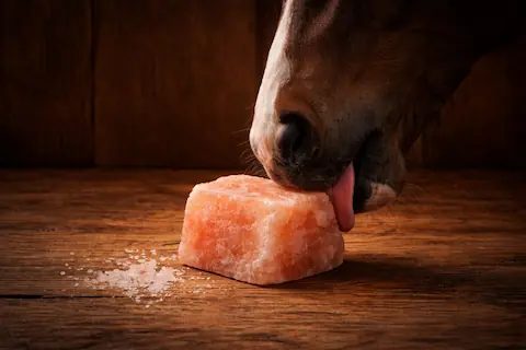Himalayan Salt Animal Lick